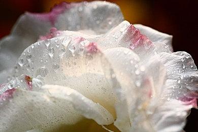 《暗黑4》第三季魔动机赛季介绍 和机奴同伴并肩战斗